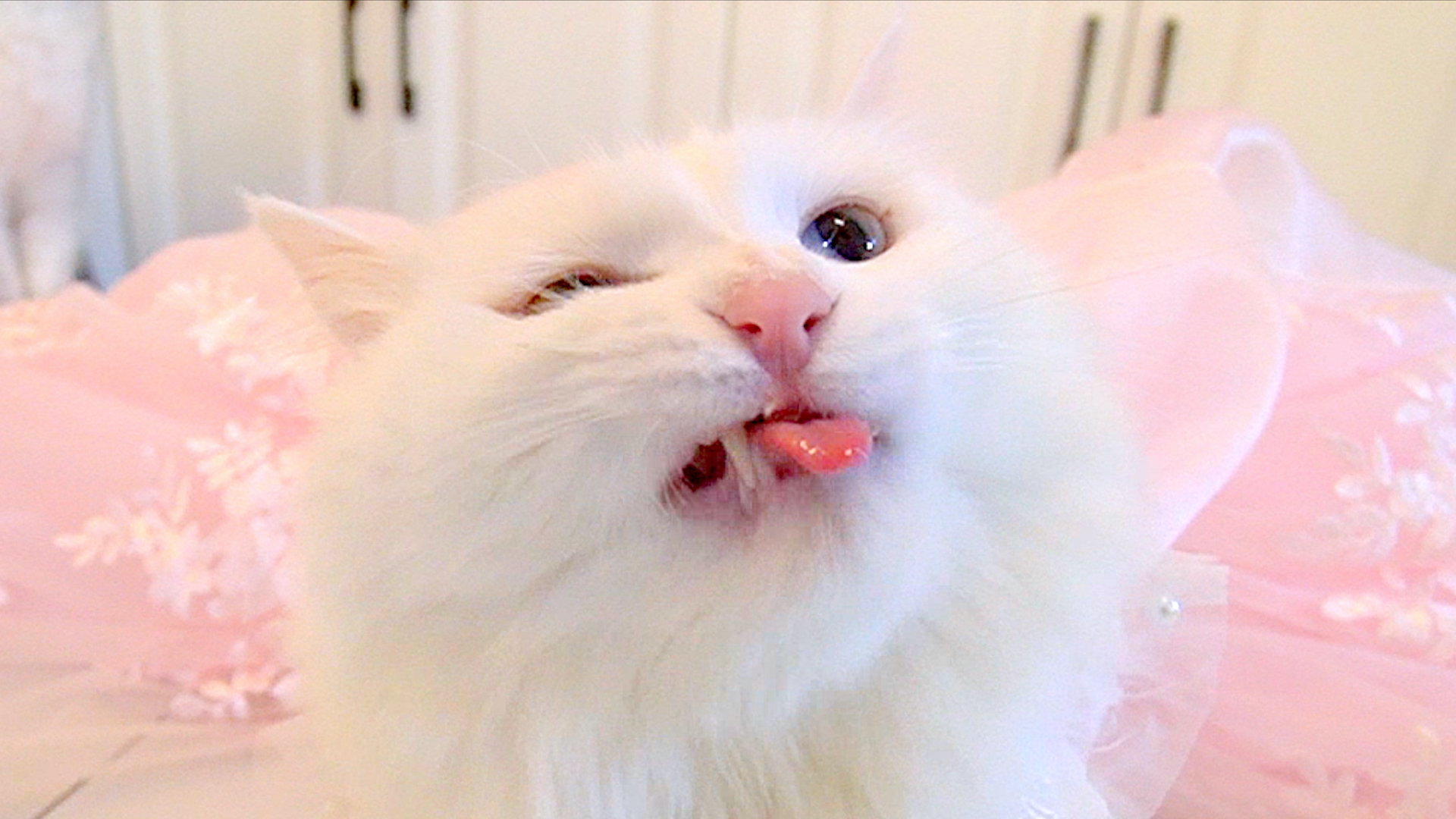 给网红猫开生日趴,又吃又玩还有婚纱自拍,人不如猫系列